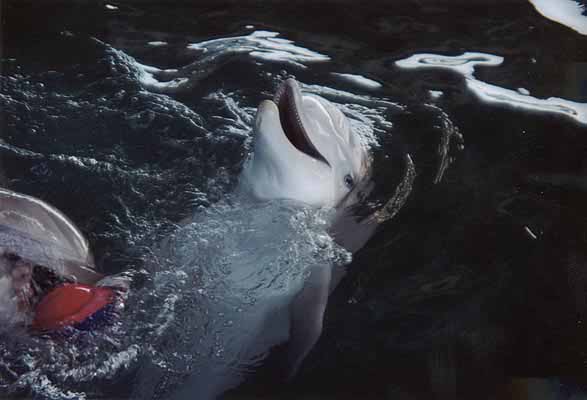 The dolphins playing with us